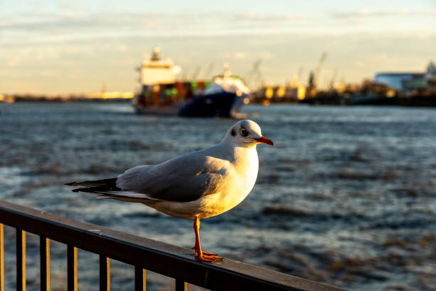 istock a seagull at harbor in Hamburg, germany 1275473571