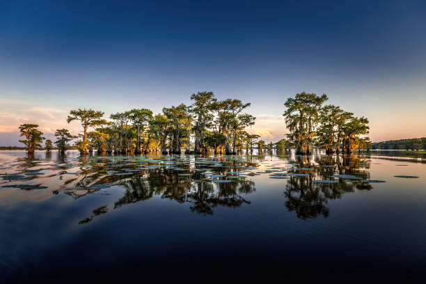 Early evening with cypress trees in the swamp of the Caddo Lake State Park, Texas Early evening with cypress trees in the swamp of the Caddo Lake State Park, Texas spanish moss photos stock pictures, royalty-free photos & images