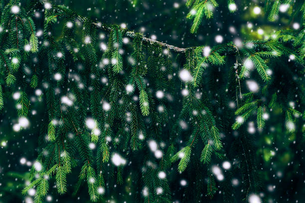 istock Winter background. Fir tree branches and snowfall. Christmas Holidays Background 1275475671