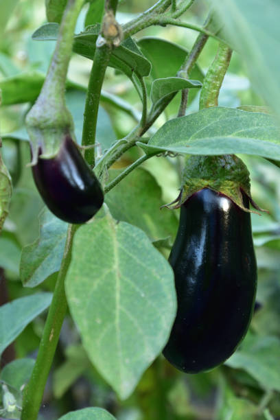 istock Long ripe violet eggplants on the bush 1275478102