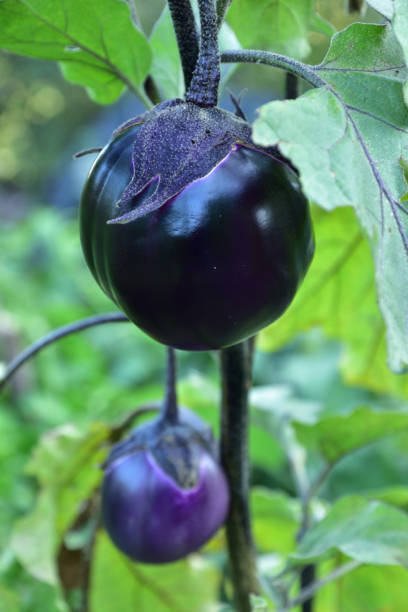 istock Ripe violet eggplants of unusual round shape on the bush 1275478108