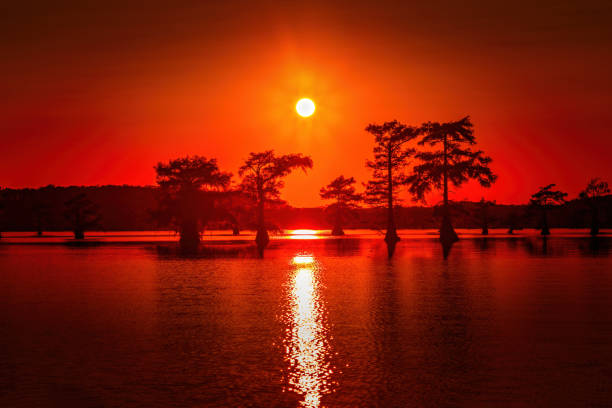 nascer do sol com ciprestes no pântano do caddo lake state park, texas - lago caddo - fotografias e filmes do acervo