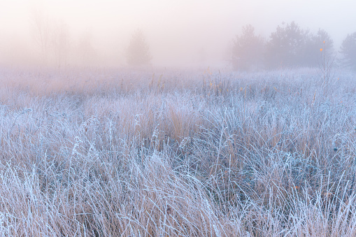 November frosty morning. Beautiful autumn misty sunrise landscape. Foggy morning and hoary frost at scenic high grass meadow.