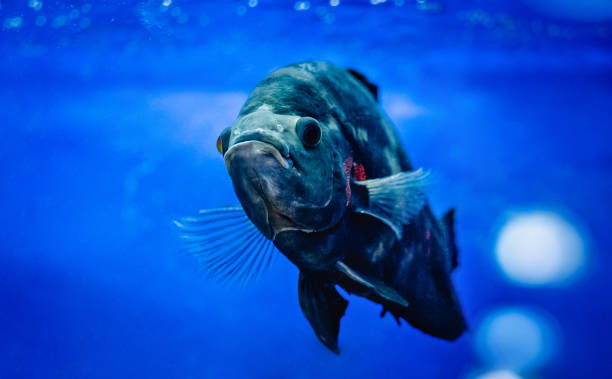 istock Big fish swimming in aquarium 1275485898