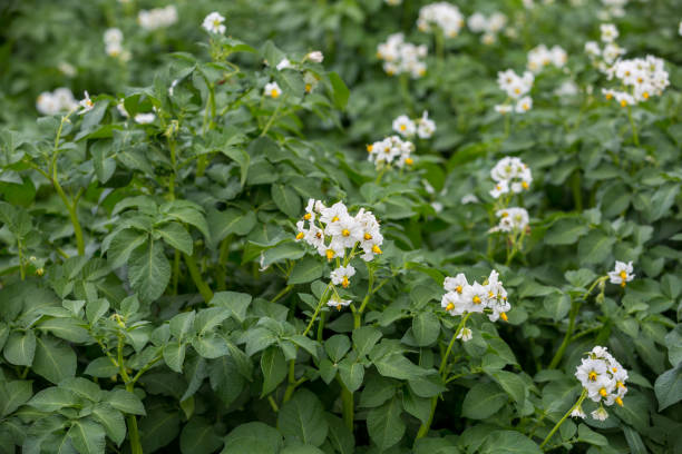 Blossoming of potato fields, potatoes plants with white flowers growing on farmers fiels Blossoming of potato fields, potatoes plants with white flowers growing on farmers fiels fiels stock pictures, royalty-free photos & images
