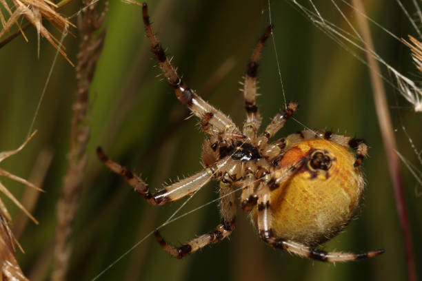 4スポットオーブウィーバー(アラネウス四角) - eight legged ストックフォトと画像