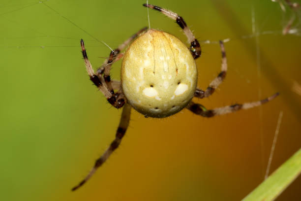 4スポットオーブウィーバー(アラネウス四角) - eight legged ストックフォトと画像