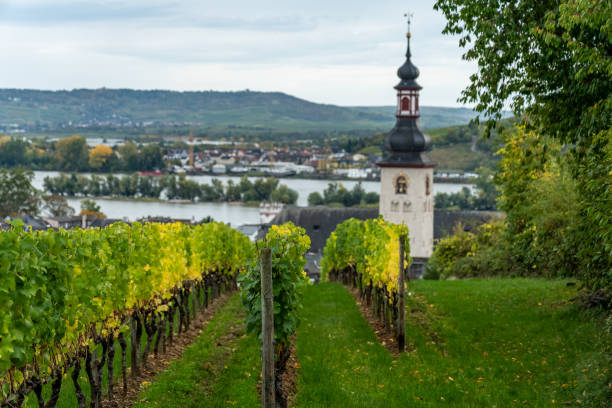 istock vineyards in ruedesheim, middle rhine valley, germany 1275494640