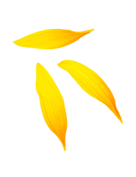 istock Three sunflower petals isolated on a white background, top view. 1275495704