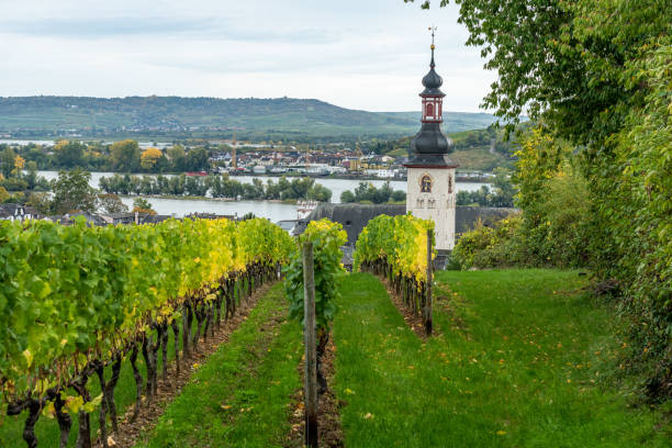 istock vineyards in ruedesheim, middle rhine valley, germany 1275496536