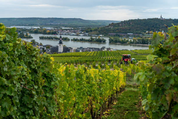 istock vineyards in ruedesheim, middle rhine valley, germany 1275496668