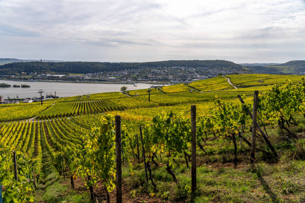 istock vineyards in ruedesheim, middle rhine valley, germany 1275498781
