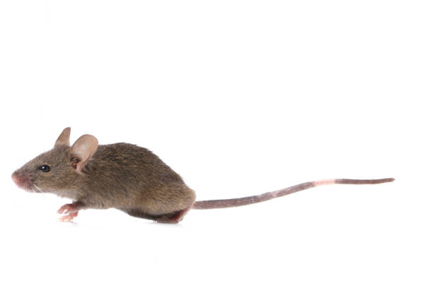 istock Gray black common house mouse isolated on white background 1275508421