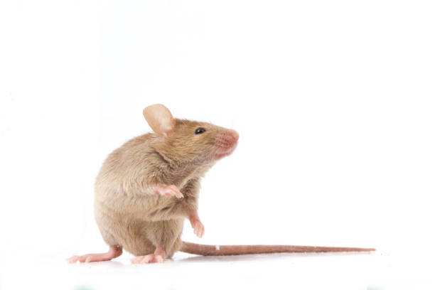 istock Gray black common house mouse isolated on white background 1275512681