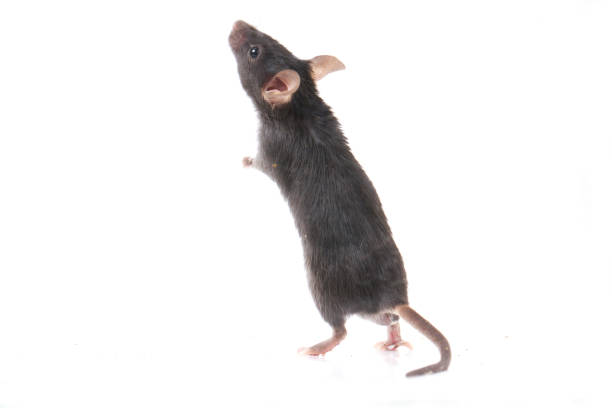 istock Gray black common house mouse isolated on white background 1275513459