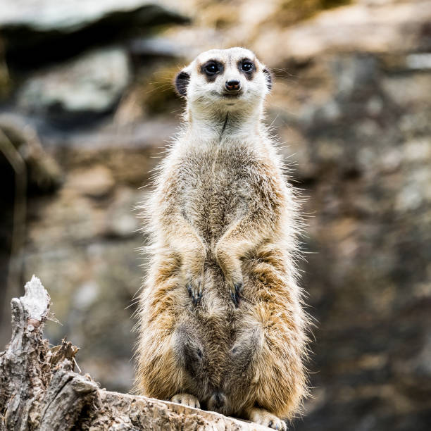 istock meerkat watching out for predators on a tree stump in a zoo 1275513841