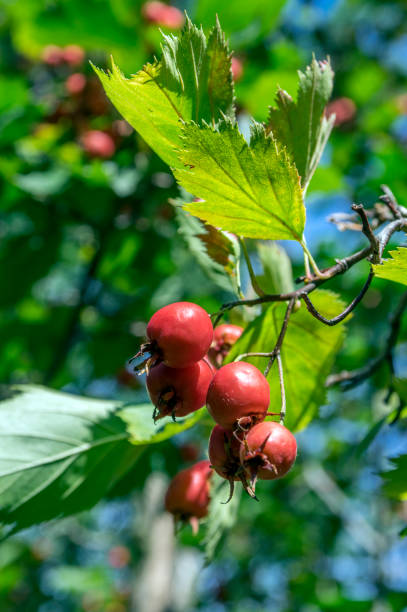 クラテガス・コシネア健康で観賞用の赤い果実、緑の葉を持つ美しい木の枝 - hawthorn berry fruit plant autumn ストックフォトと画像