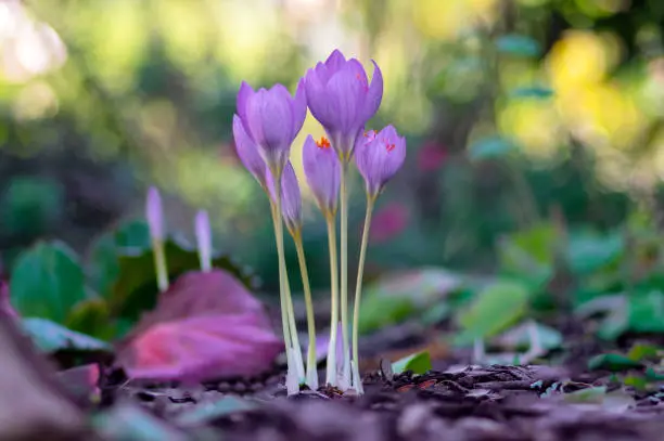 Crocus speciosus, biebersteins crocus, autumn blue purple flowering plant with orange yellow center, Biebersteins crocus flowers in bloom, autumn species growing in barkdust