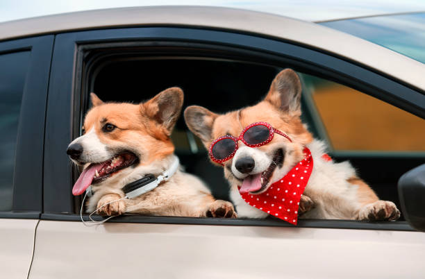 lustige modische corgi hunde poked out ihre schnauzen im fenster eines vorbeifahrenden auto - dog eared stock-fotos und bilder