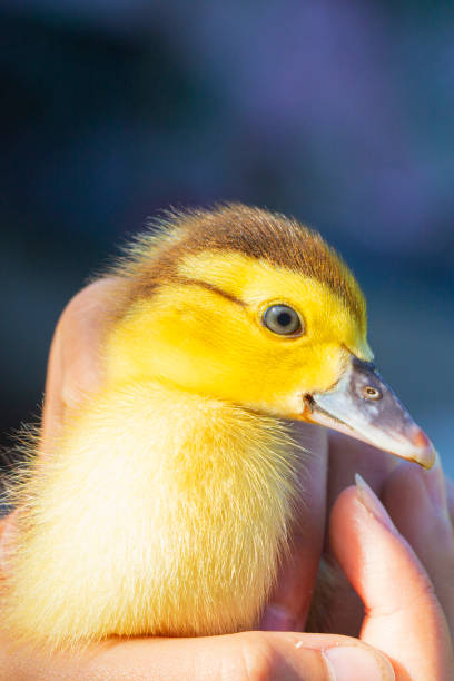 istock Duckling in hand, newborn duckling yellow. Pets. 1275534269