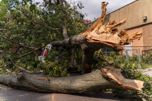 istock A car destroyed by a fallen tree blown over by heavy winds. 1275542529