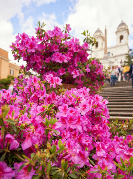 istock Azalea at the Spanish Steps, Rome Italy 1275542640