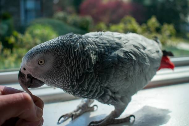 istock An African Grey Parrot Next to a Person's Hand 1275543413