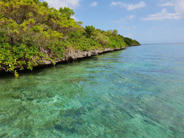 istock island with egrets on mauritius 1275543482