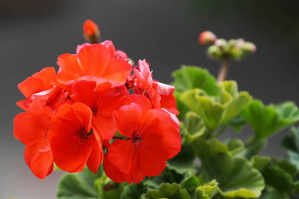 istock red geranium flowers close up on the dark background 1275551365