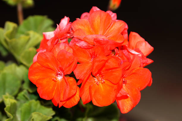 istock red geranium flowers close up on the dark background 1275551424