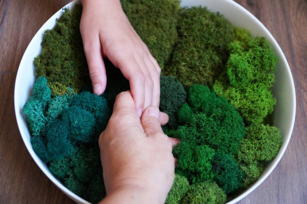 a woman's hands on the round panel of green stabilized moss for ecological interior decoration of an office or apartment