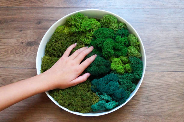 istock a woman's hand on the round panel of green stabilized moss for ecological interior decoration of an office or apartment 1275553065