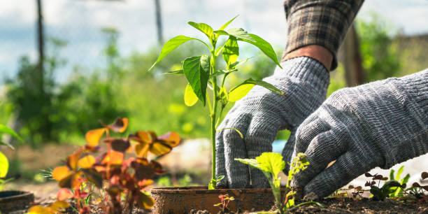 les mains d’homme plantent le semis vert d’aubergine dans le plan rapproché de pot - eggplant vegetable food close up photos et images de collection