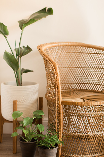 A Vintage Rattan Chair 'Peacock Chair' Next to Assorted Green Houseplants in a Bohemian Vibe.