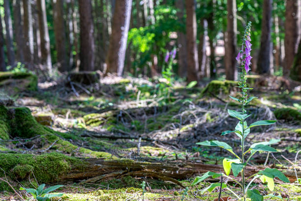istock flowering foxglove in the taunus forest, germany 1275579357