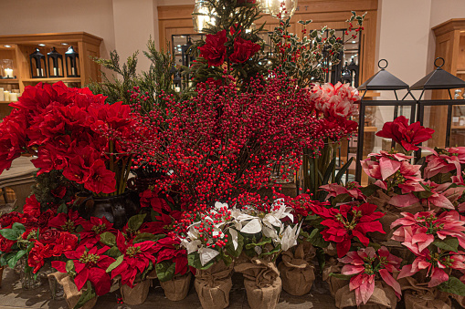 Different types of Red Christmas flowers, bouquets, decoration.