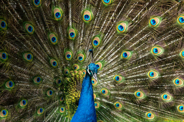 istock Male peacock bird, Pavo cristatus, squarking with full display tail feathers 1275586799