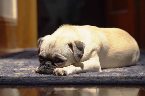 istock Female Pug puppy laying on a sunlit carpet 1275588577