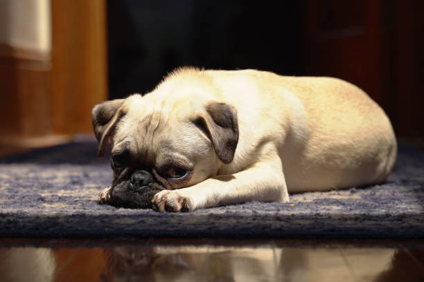 istock Female Pug puppy laying on a sunlit carpet 1275588585