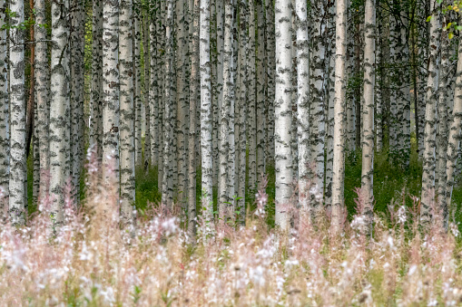 birch forest with flowers in the foreground in a wood in northen finland pattern
