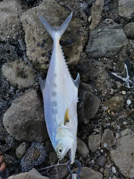 Catched Dila fish in the shore Abudhabi- Uae