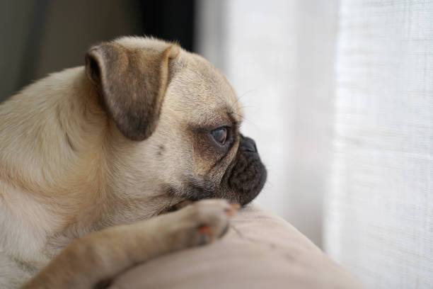 istock Pug puppy looking out window 1275588673