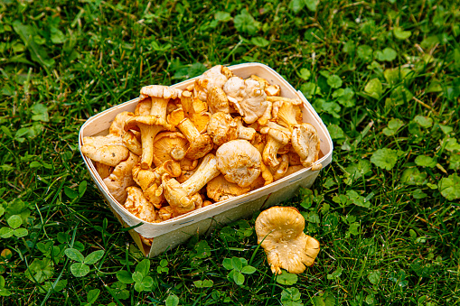Chanterelle mushrooms are in a basket on the grass