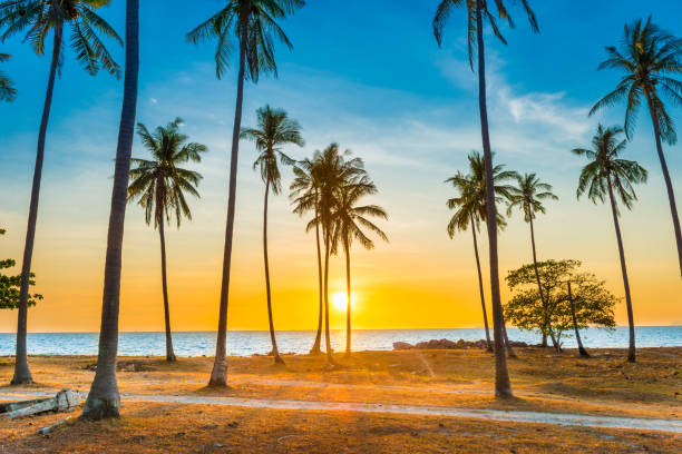 istock Sunset with palm trees on beach 1275589275