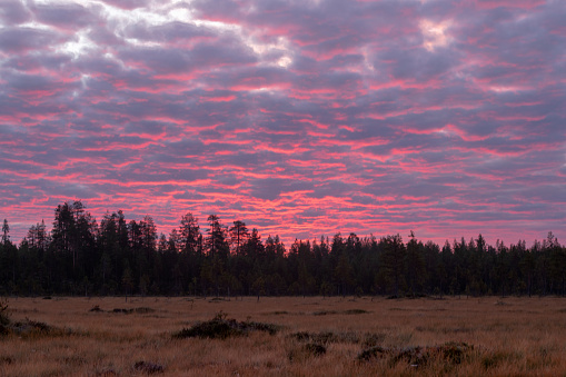 Sunrise in the Finnish taiga with purple sky