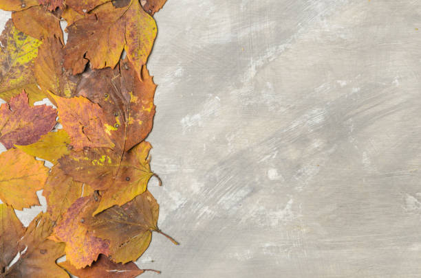 istock Autumn  leaves on a textured cement background with copy space. 1275594256