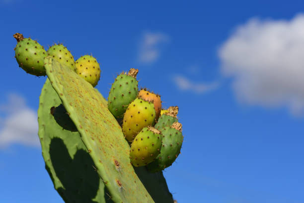 Prickly pear cactus with prickly pears and prickly pear fruits against a blue sky with clouds in Sicily