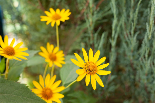 istock Beautiful flowers on green background yellow chamomile on green grass 1275602573