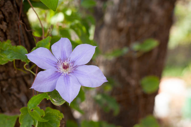 istock Beautiful single flower on green blur background 1275603702