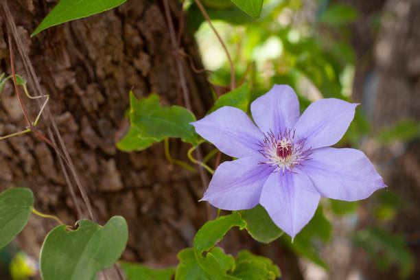 istock Beautiful single flower on green blur background 1275603794